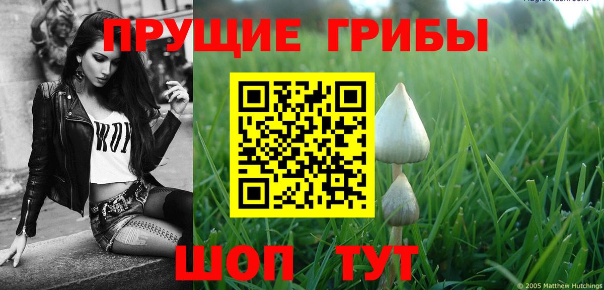 Галлюциногенные грибы Psilocybine cubensis Каменск-Шахтинский